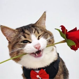 Meet your Posher, Ray